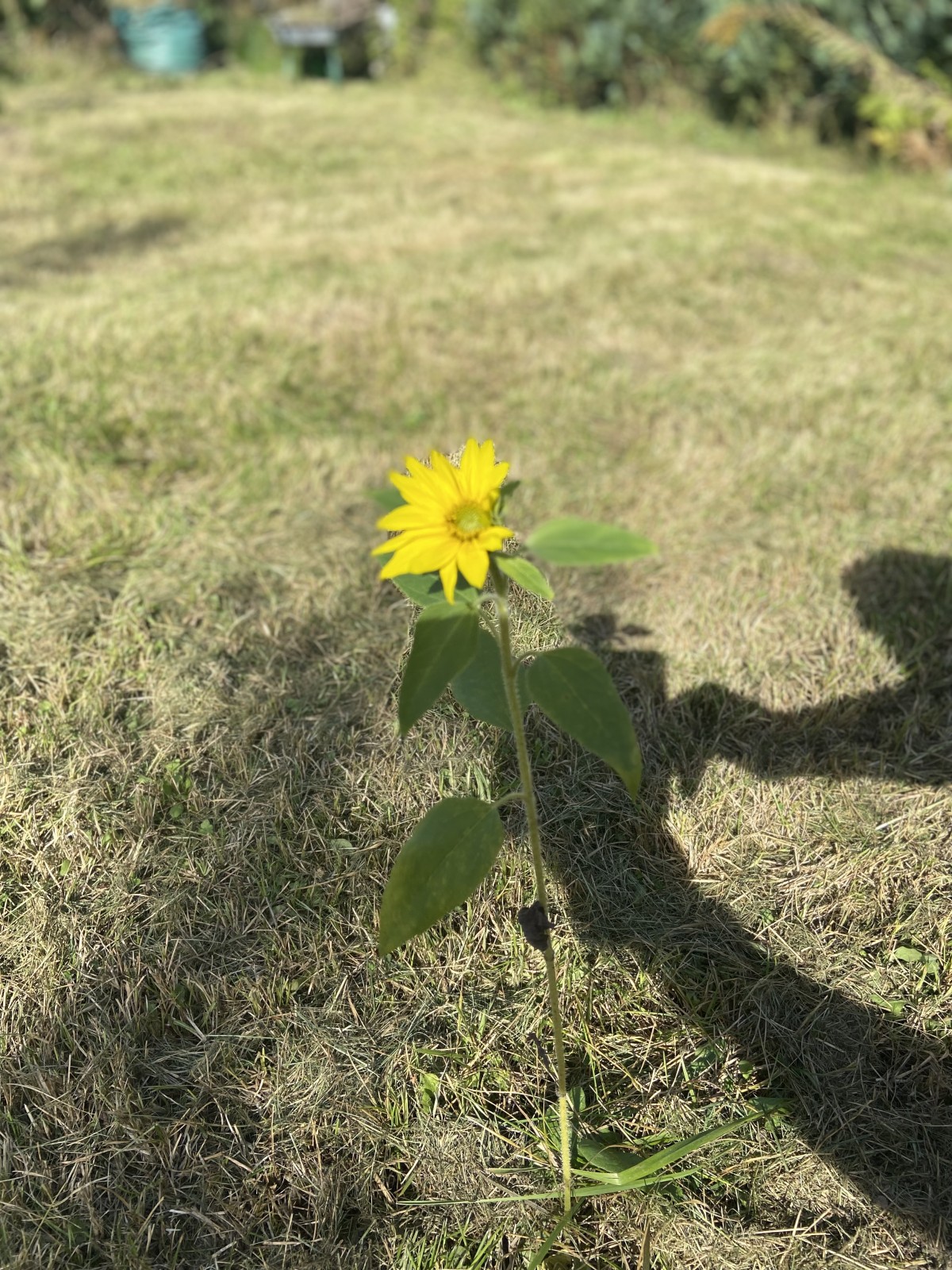 Blume Blume